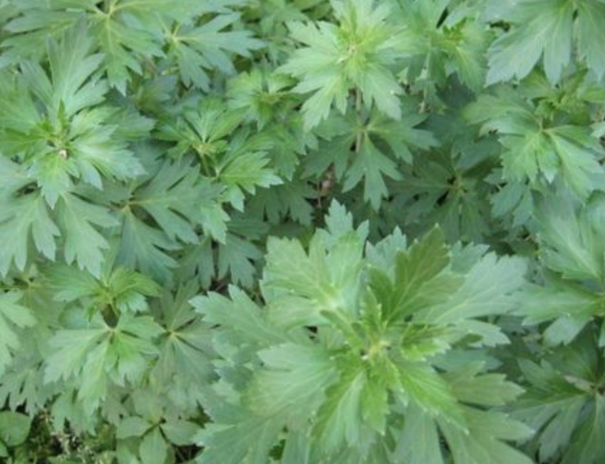 治颈椎病的手工膏药,专治颈椎病疼痛中草药药方