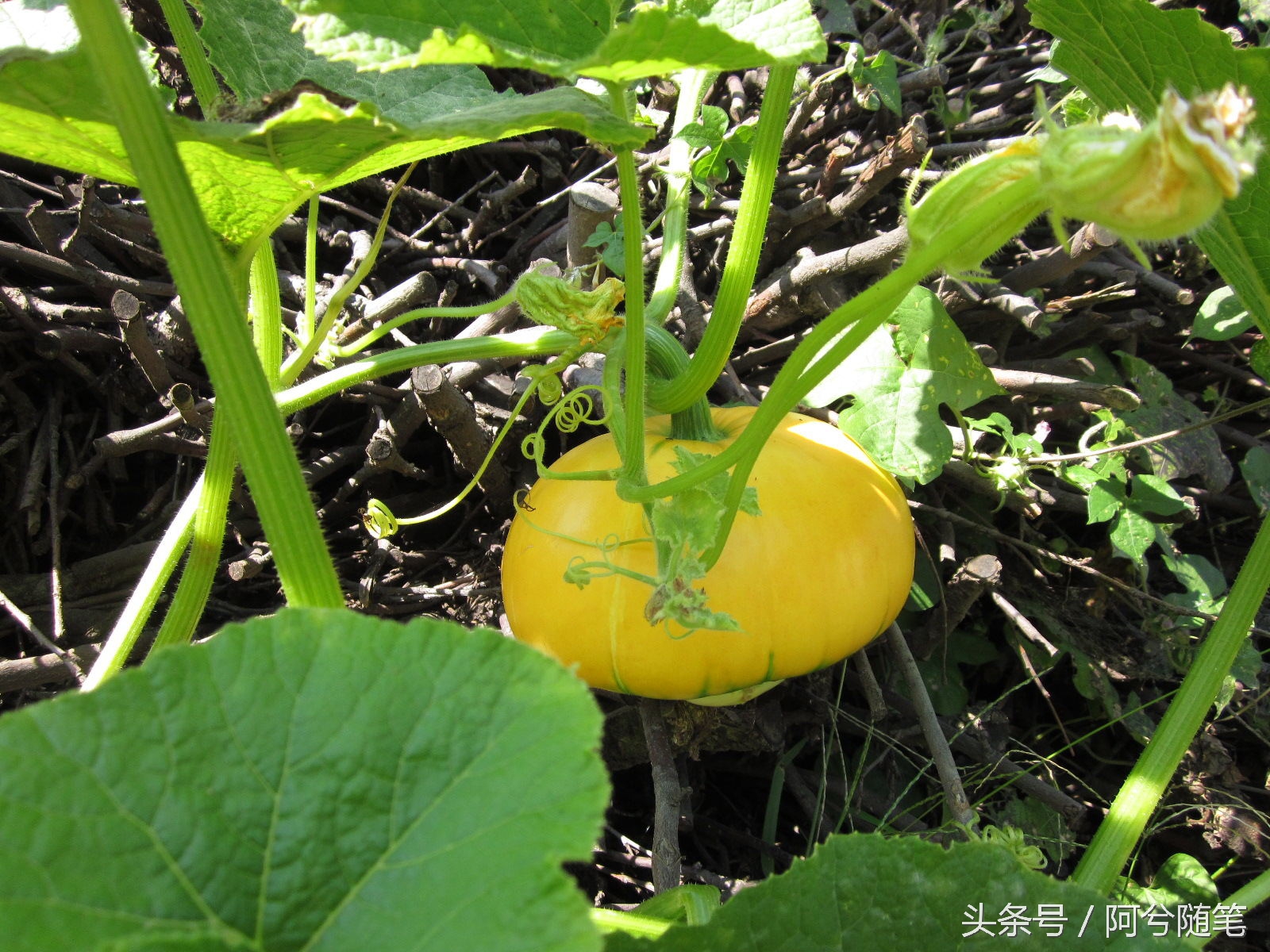 农村人最爱种植的20种“瓜”,你认识几个?|阿兮随笔