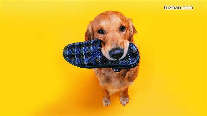 不小心被自家的狗狗咬了一口,不小心被狗狗咬手