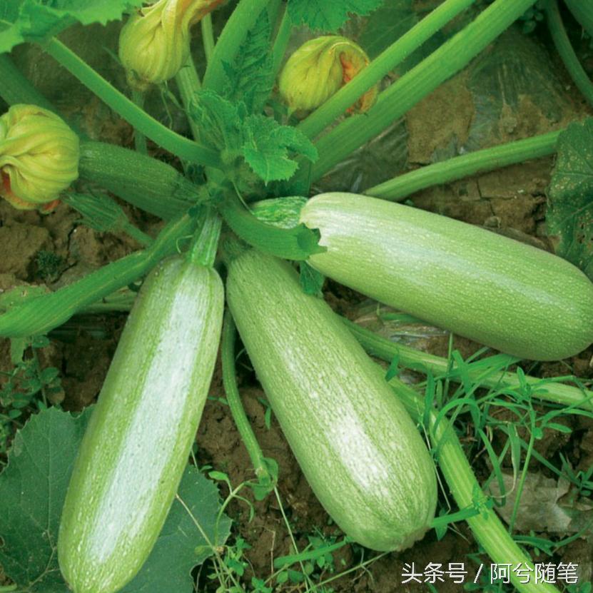 农村人最爱种植的20种“瓜”,你认识几个?|阿兮随笔