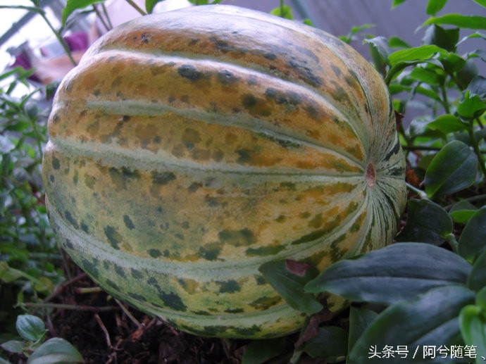 农村人最爱种植的20种“瓜”,你认识几个?|阿兮随笔