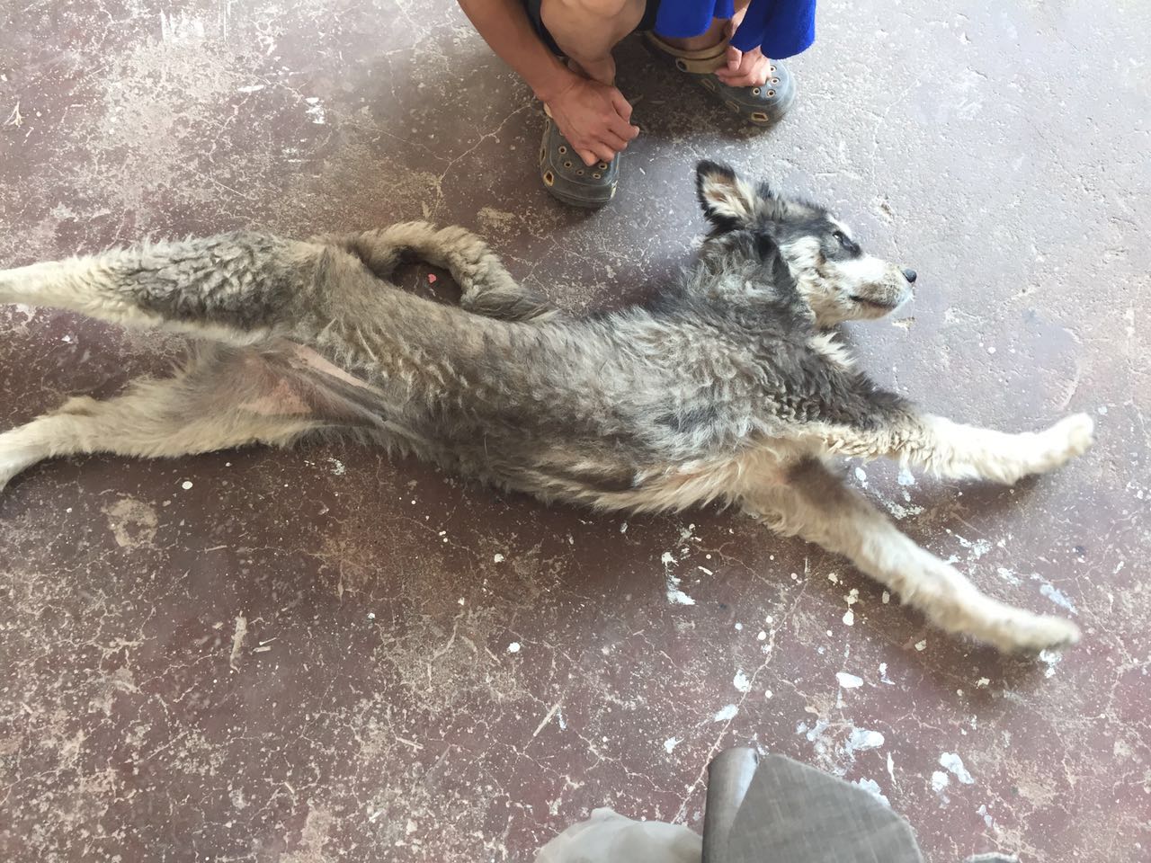 给狗狗洗澡后变样了,如何不给狗狗洗澡也能变干净