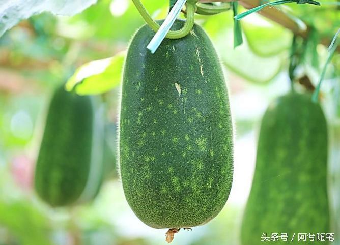 农村人最爱种植的20种“瓜”,你认识几个?|阿兮随笔