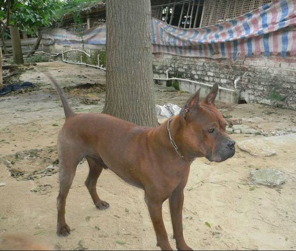 纯纯的土狗,纯纯的小土狗