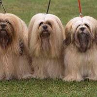 纯纯的土狗,纯纯的小土狗