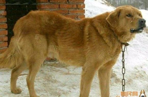 纯纯的土狗,纯纯的小土狗