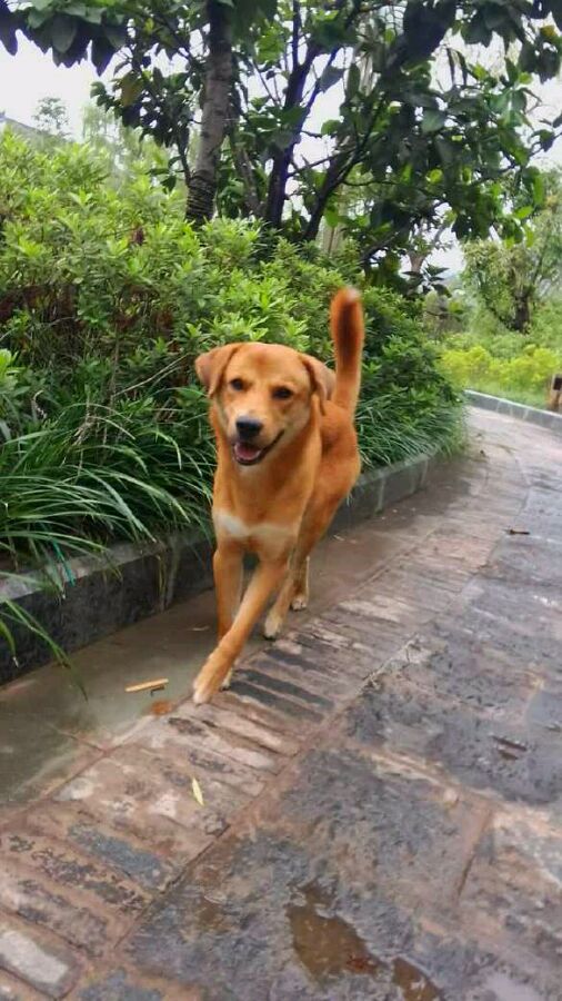 纯纯的土狗,纯纯的小土狗