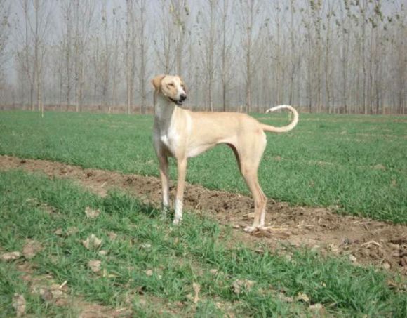 纯纯的土狗,纯纯的小土狗