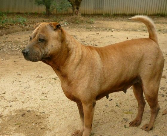 纯纯的土狗,纯纯的小土狗