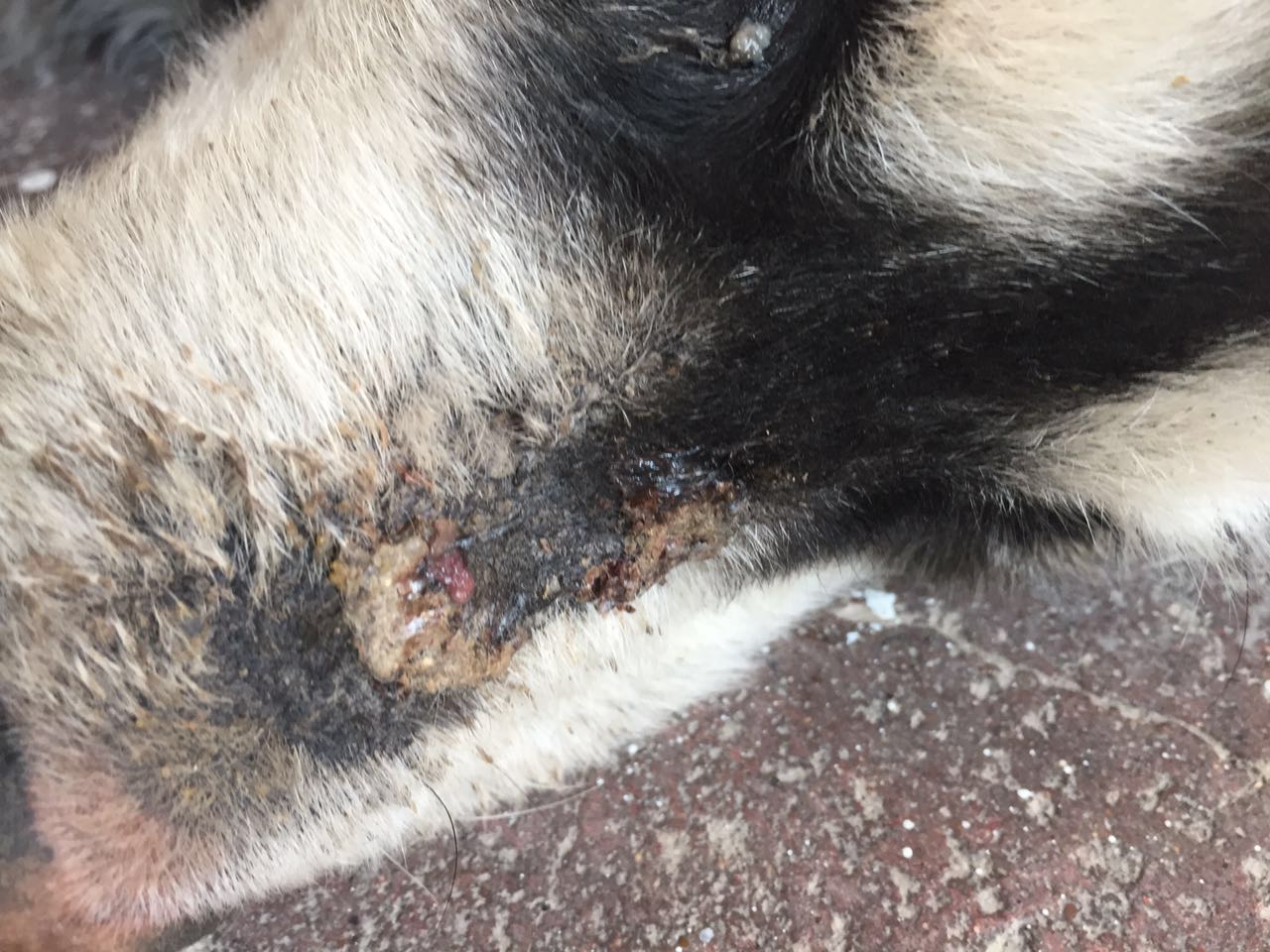 给狗狗洗澡后变样了,如何不给狗狗洗澡也能变干净