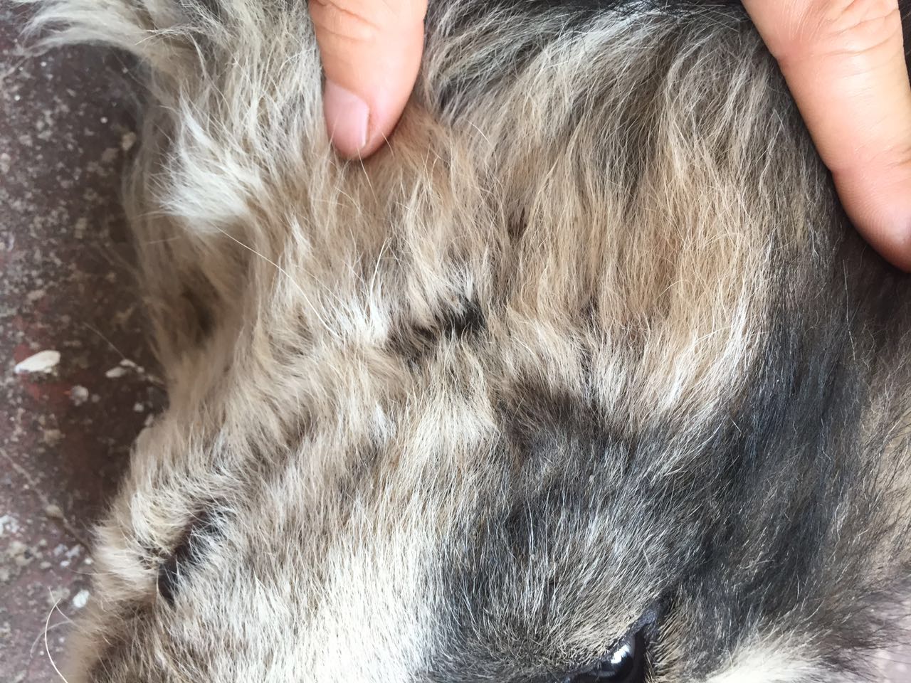 给狗狗洗澡后变样了,如何不给狗狗洗澡也能变干净