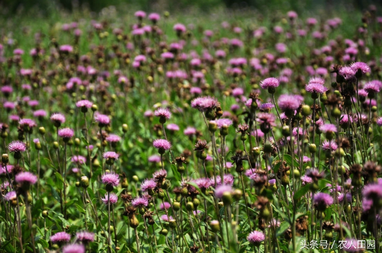 刺角芽用什么农药能除根,刺角芽用什么药能除掉