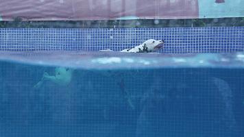 一千平室外宠物乐园,拥有数百只流浪猫的猫咪公园