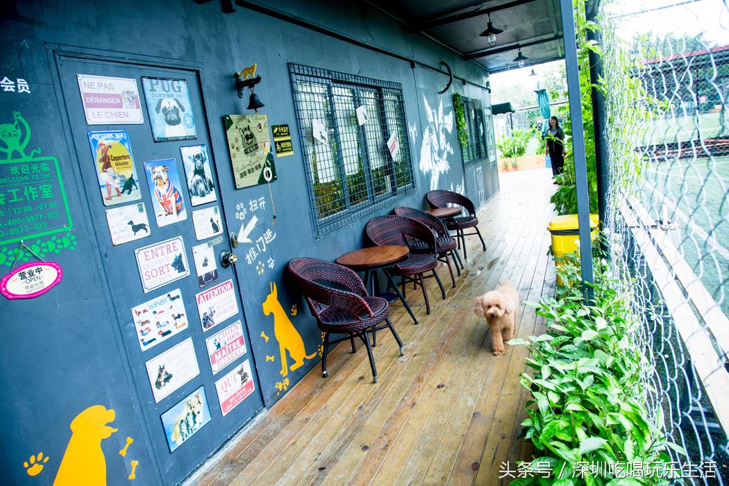 一千平室外宠物乐园,拥有数百只流浪猫的猫咪公园