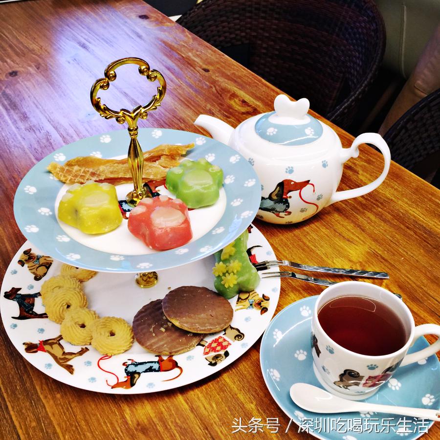 一千平室外宠物乐园,拥有数百只流浪猫的猫咪公园