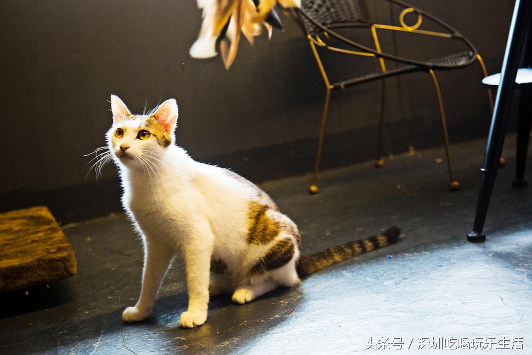 一千平室外宠物乐园,拥有数百只流浪猫的猫咪公园