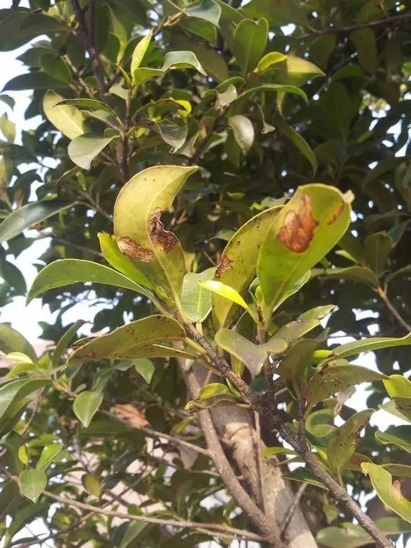 怎样养小叶榕盆景,小叶榕树盆景用什么土养