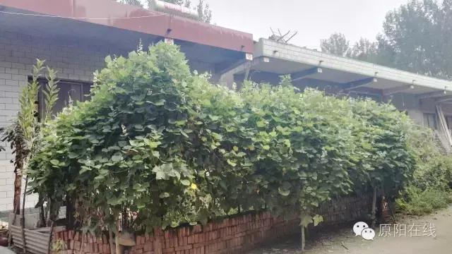 来原阳锄落生、梆玉蜀黍吧!