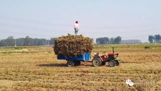 来原阳锄落生、梆玉蜀黍吧!
