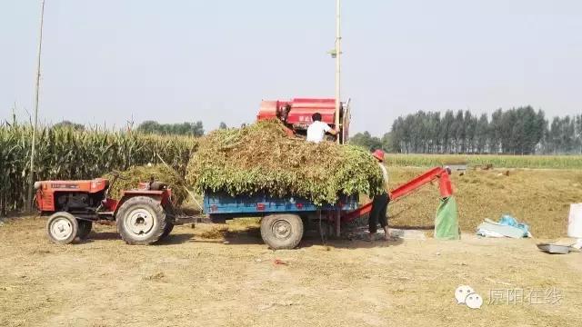 来原阳锄落生、梆玉蜀黍吧!