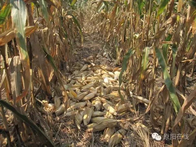 来原阳锄落生、梆玉蜀黍吧!