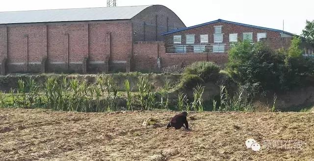 来原阳锄落生、梆玉蜀黍吧!