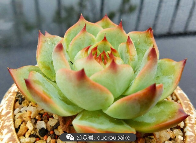 灰姑娘变公主!吉娃娃,一棵高傲的大!普!货!