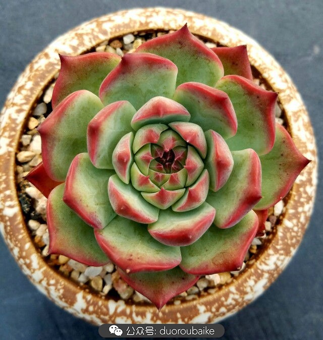 灰姑娘变公主!吉娃娃,一棵高傲的大!普!货!