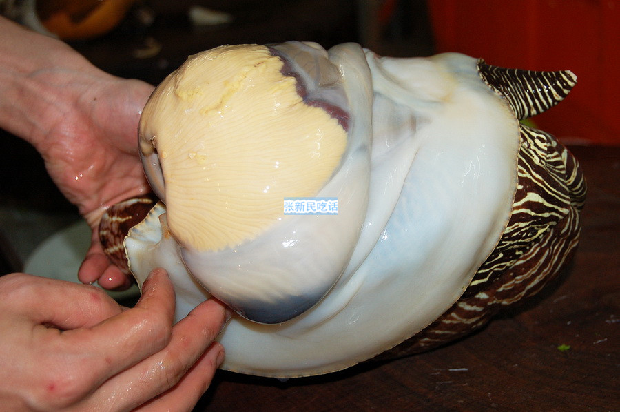 红螺也叫椰子涡螺，潮州旧志称其“壳红肉劲”，很考较厨师的工夫