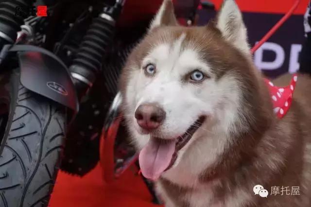 guzziv7浼樻儬,guzziv7璇曢┚