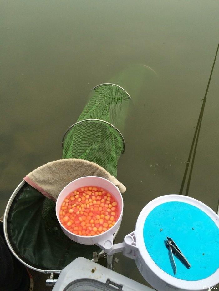 自配鲤鱼配方,自配鲤鱼饵配方