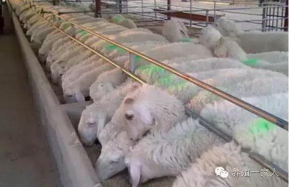 从外拉羊出现应激怎么办？处理方案及操作规程！
