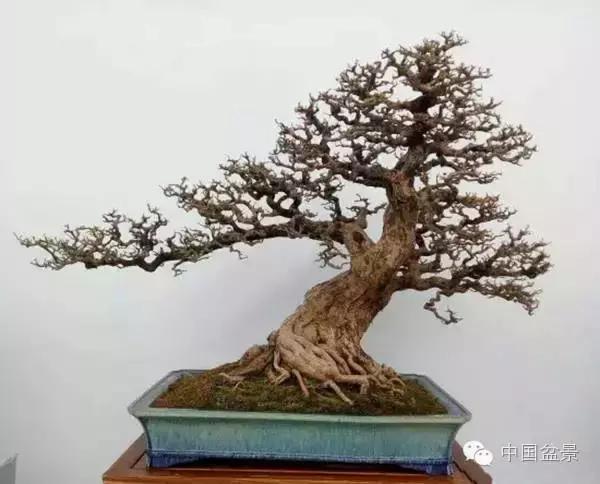 红子刺树桩盆景大全,曲杆式树桩盆景图片