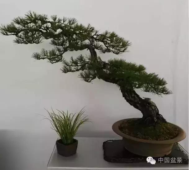 红子刺树桩盆景大全,曲杆式树桩盆景图片