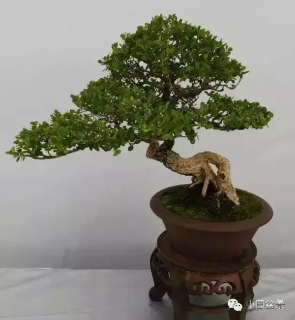 红子刺树桩盆景大全,曲杆式树桩盆景图片