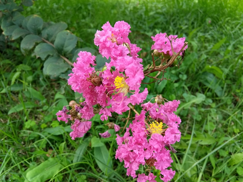 cool1手机测评,cool1dual拍照评测