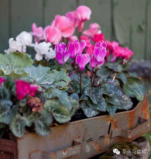 仙客来叶子掉光了怎么养护,仙客来花叶子黄怎么办