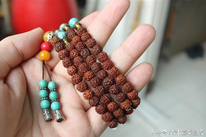 小金刚菩提深度清理方法,小金刚菩提清理不干净