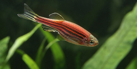 蓝色的小金鱼如何养殖,斑马鱼的养殖方法和技巧大全