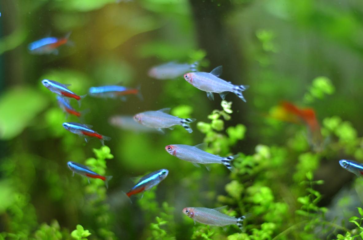 红绿灯鱼养殖方法和注意事项,海水观赏鱼皇后神仙适合新手吗