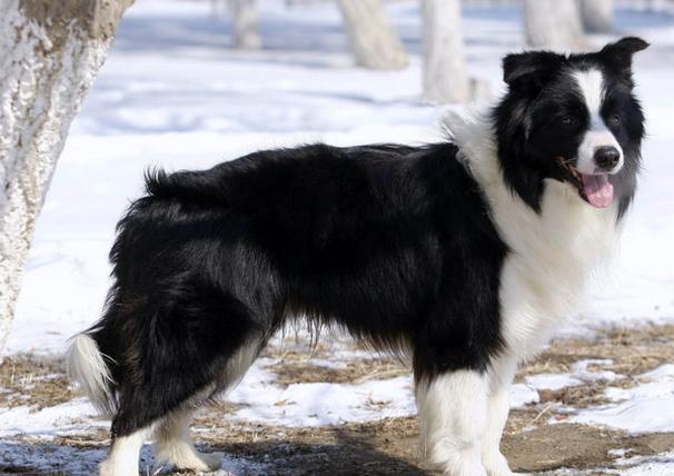 边牧生病了,边牧发了情的症状