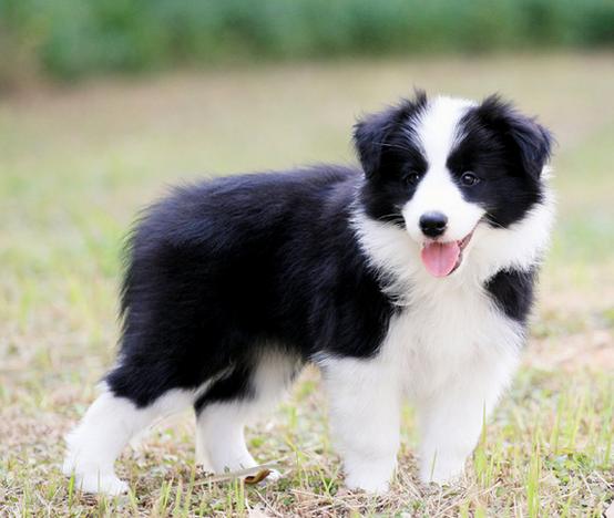 边牧生病了,边牧发了情的症状