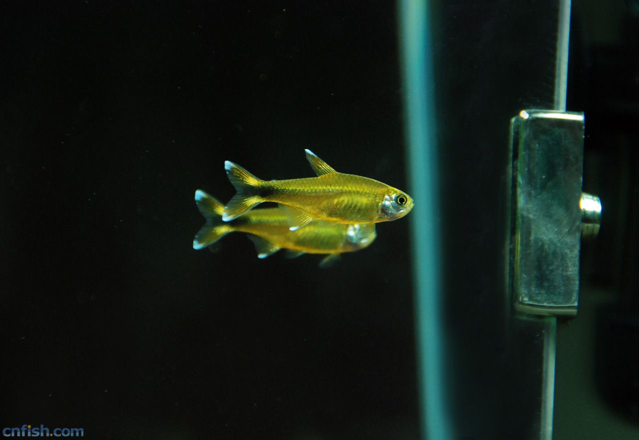 红绿灯鱼养殖方法和注意事项,海水观赏鱼皇后神仙适合新手吗