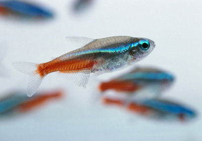 红绿灯鱼养殖方法和注意事项,海水观赏鱼皇后神仙适合新手吗