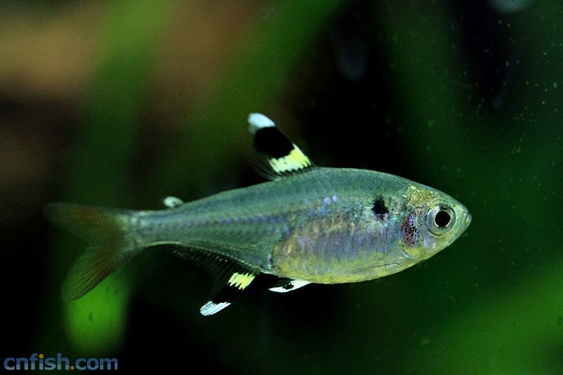 红绿灯鱼养殖方法和注意事项,海水观赏鱼皇后神仙适合新手吗