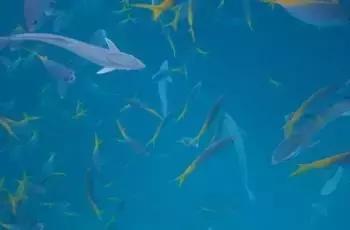 帕劳免签有必要去吗,帕劳对全世界免签吗