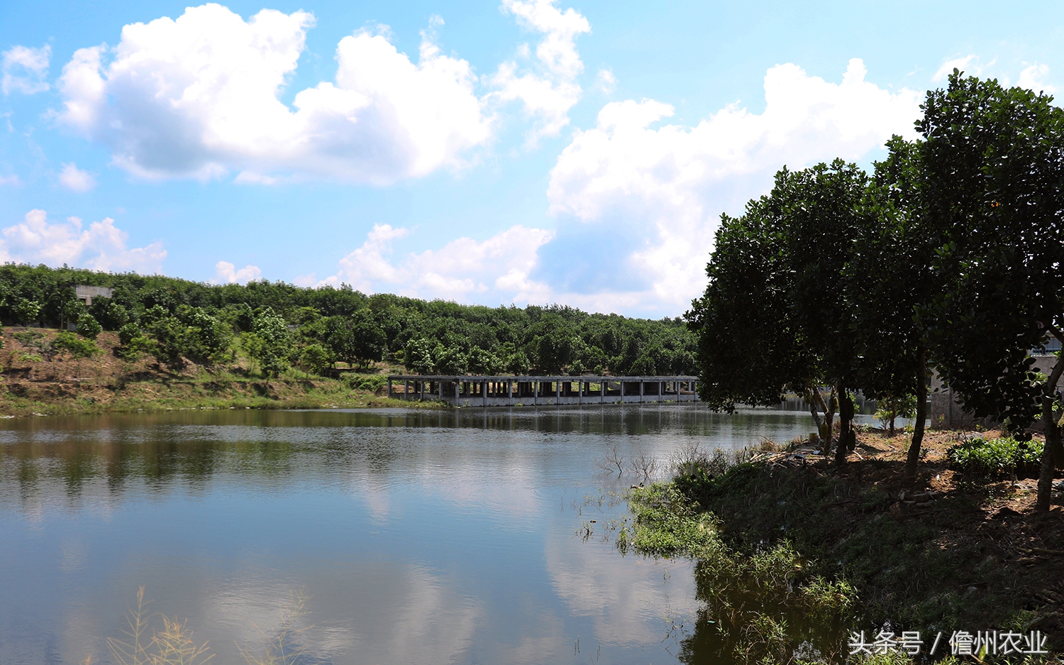 菠萝蜜是什么味道的怎么形容,菠萝蜜没什么味道是怎么回事
