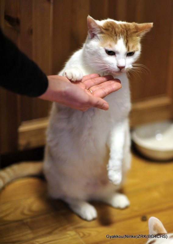 科学知识如何迎接新进家门的猫咪