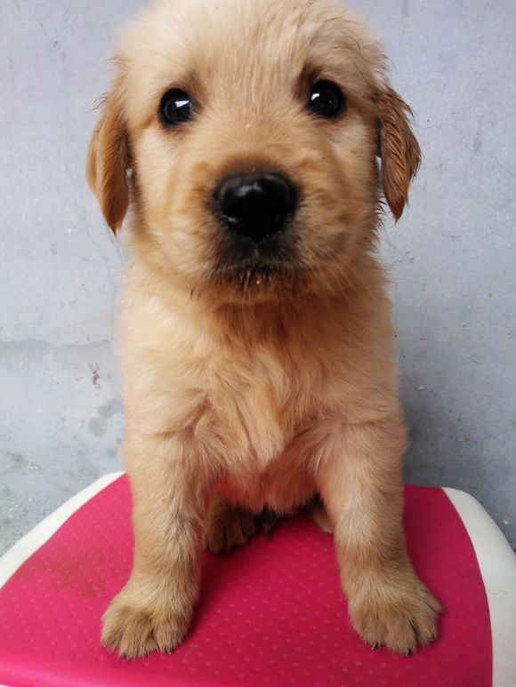 金毛怎么养更聪明,金毛怎么养才凶猛