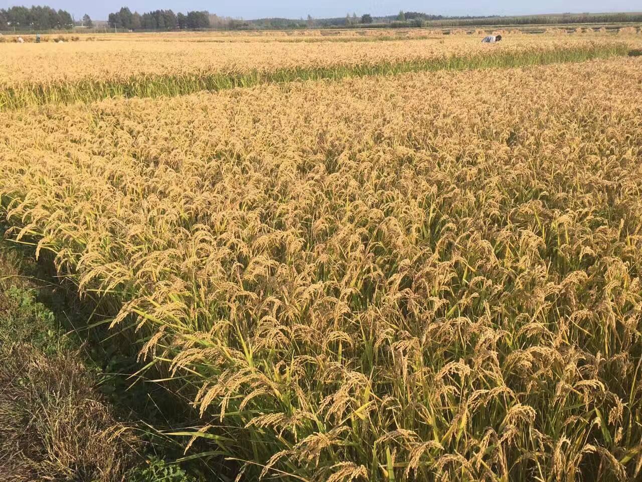 今年稻谷托市价,稻谷收购价会涨吗